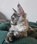 Koteczka Maine coon linia shaded do odbioru
