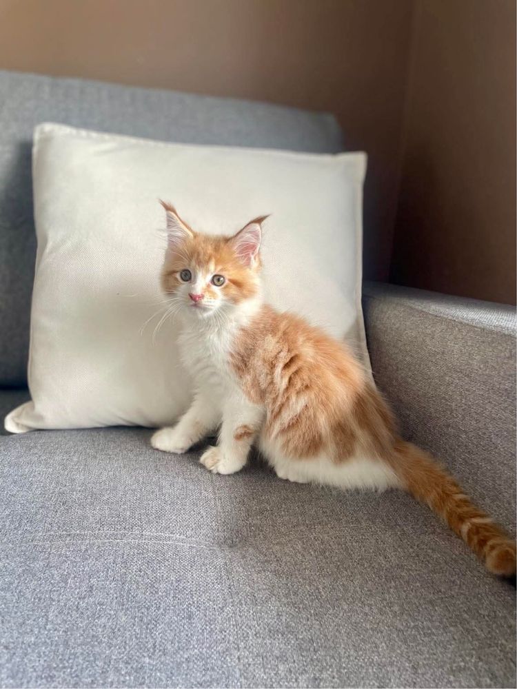 Kot Maine Coon kociak