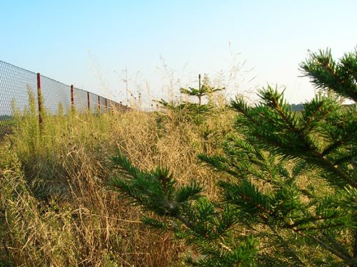 zające polne ,szaraki,zając