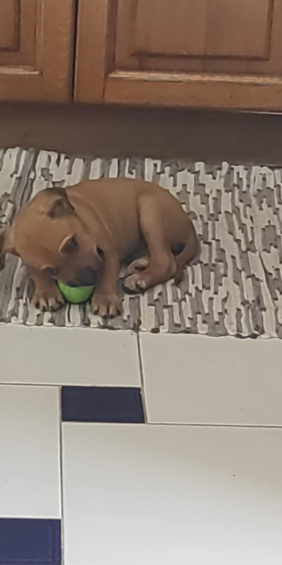 3 bebés para adopção