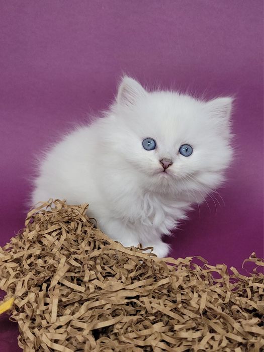 Британські кошенята срібляста шиншила поінт