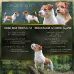 Cudna sunia Jack Russell Terier szorstkowłosa ZKwP FCI