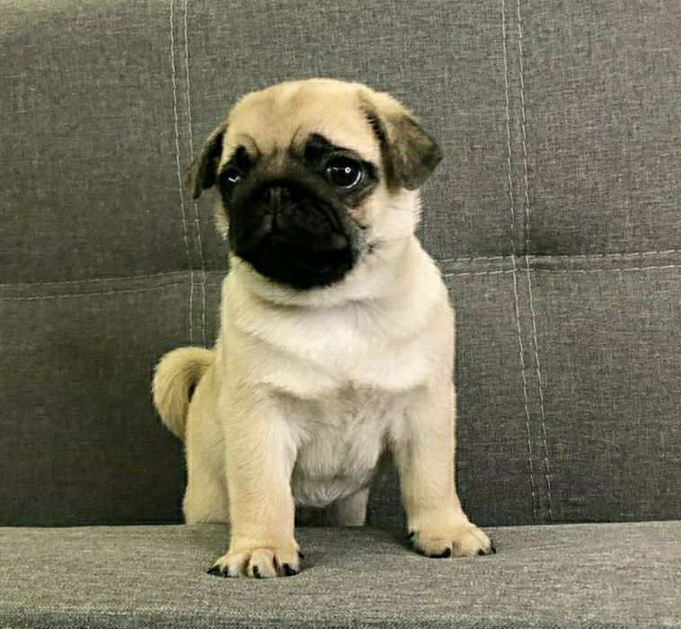 Мопс открыт для вязок