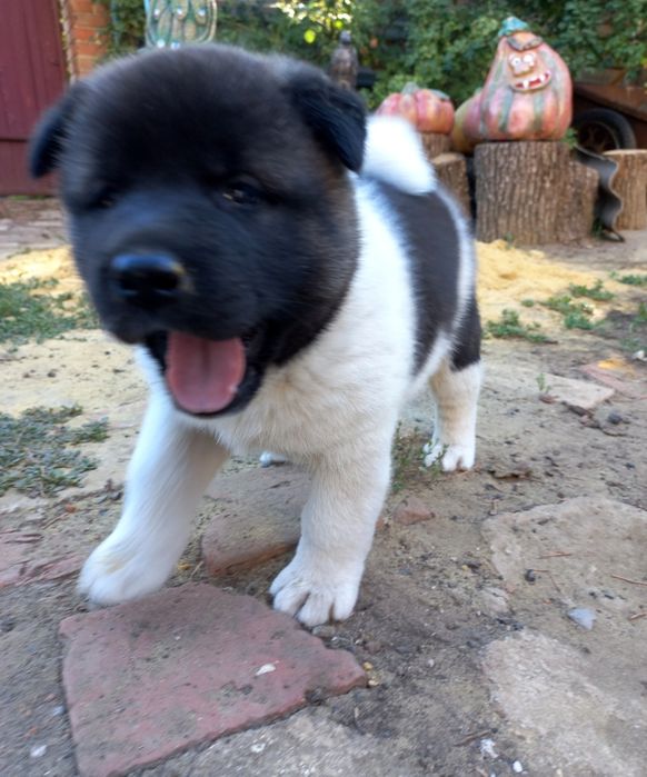 Щенки Американская акита, недорого!