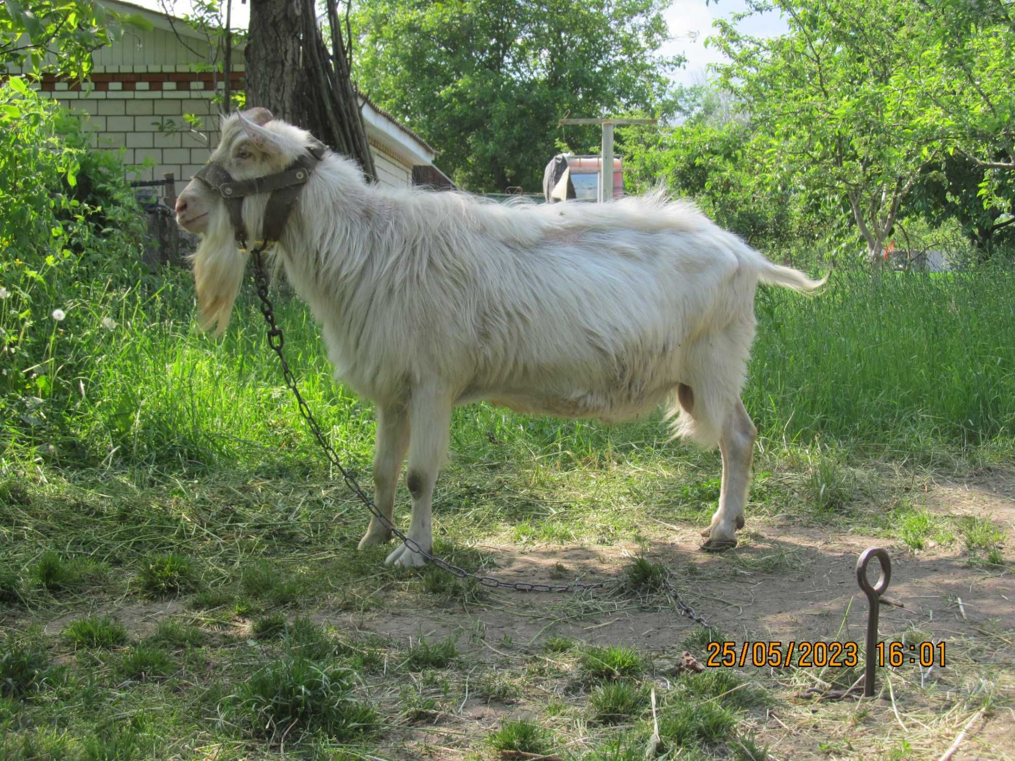 Кози, козенята зааненські