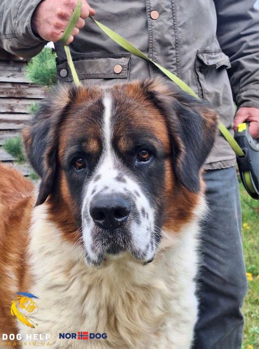 Московська сторожова Гендальф шукає дім!