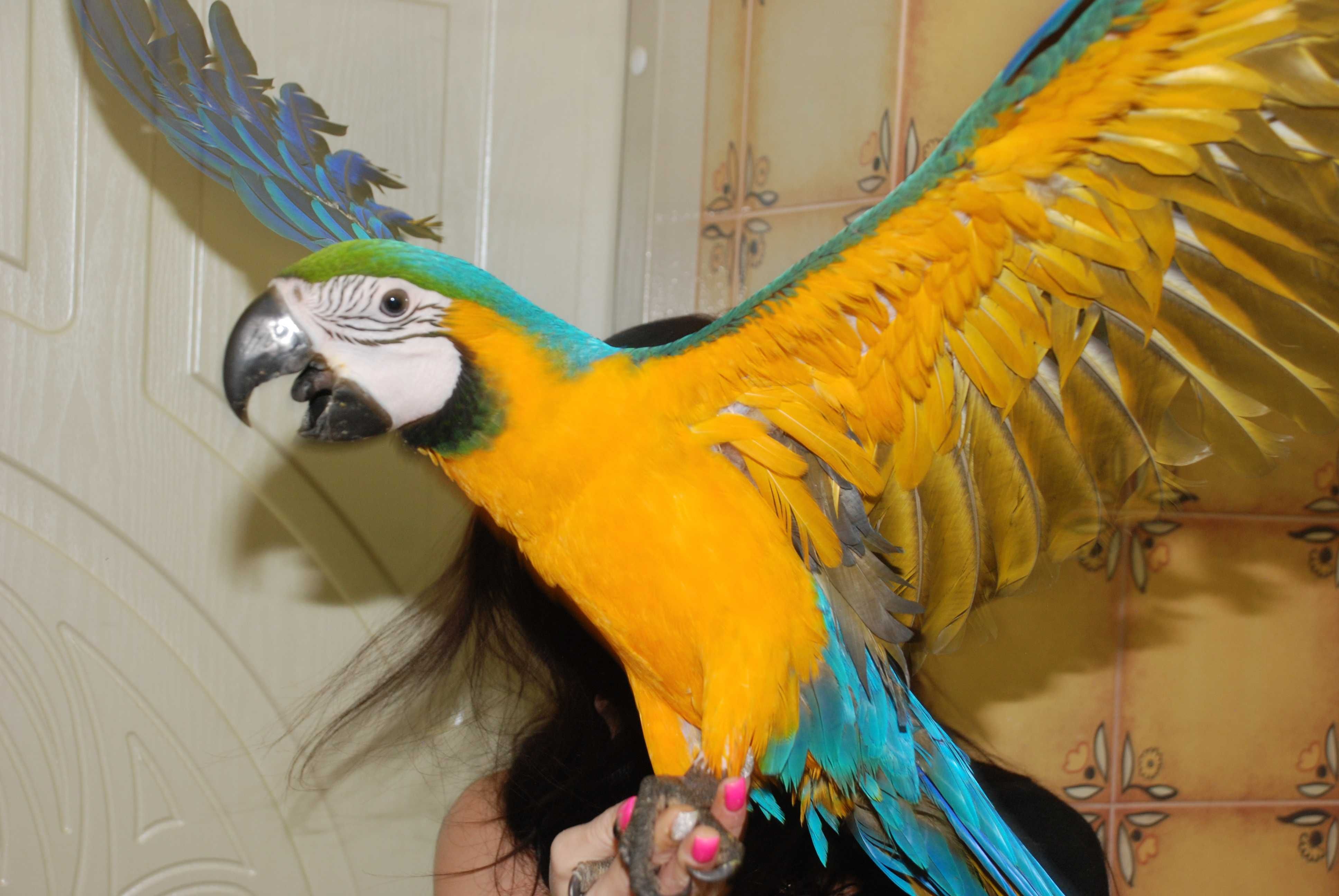 Ара сине-желтый ручные говорящие попугаи ара