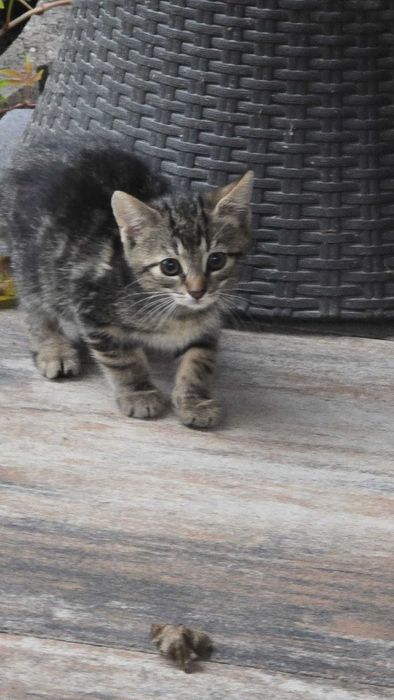 Zoltan kot kocurek adopcja schronisko