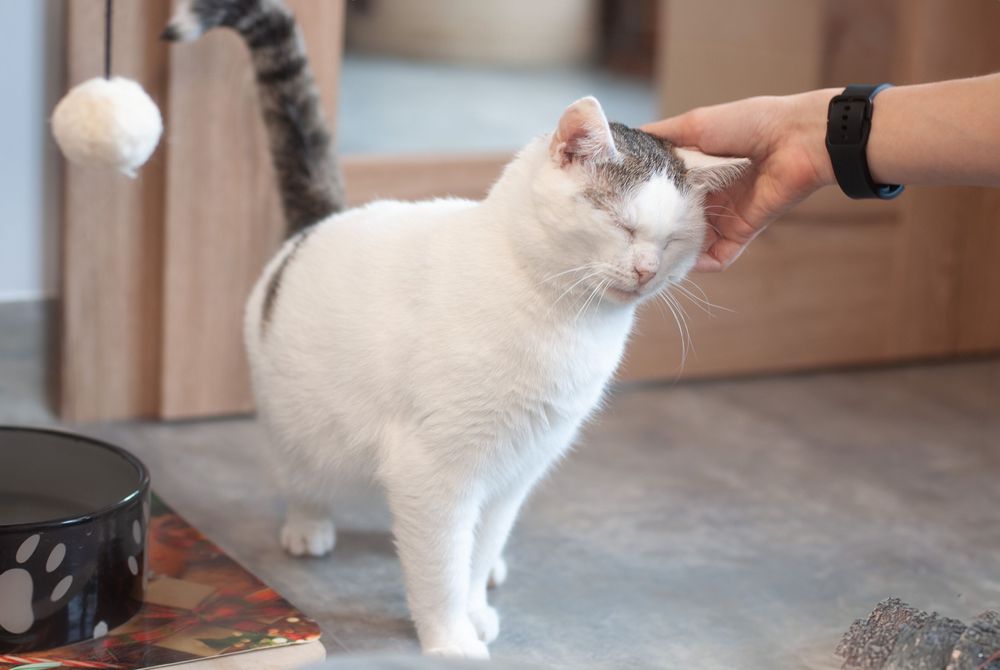 Branco - miziasty kotek szuka domu