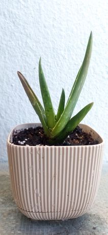 Planta Aloe vera