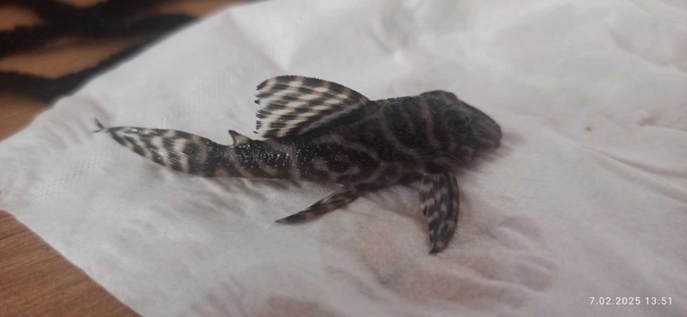 Zbrojnik hypancistrus L333   6-7 cm