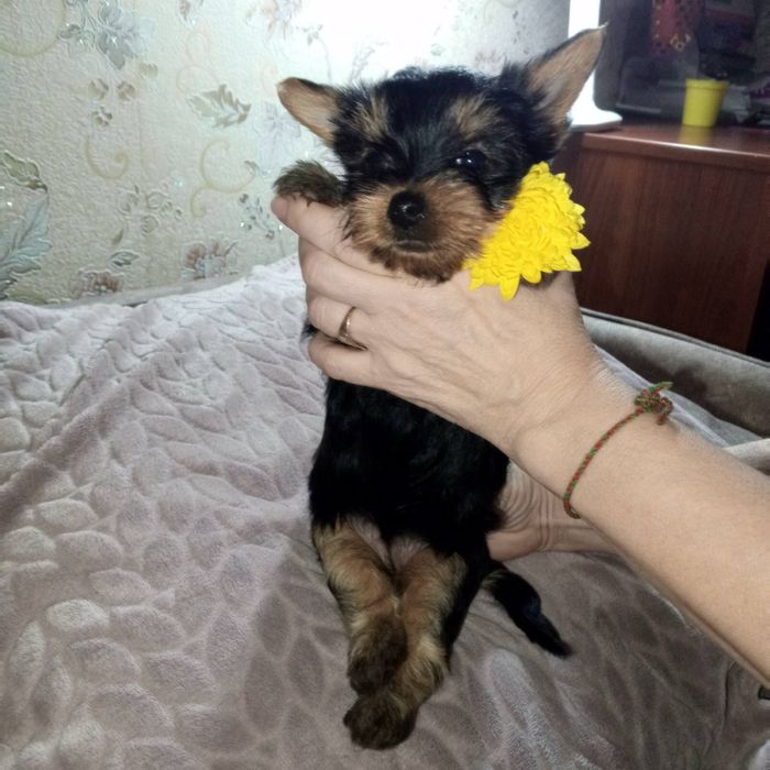 Щенки йоркширського тер'єра, Запоріжжя!