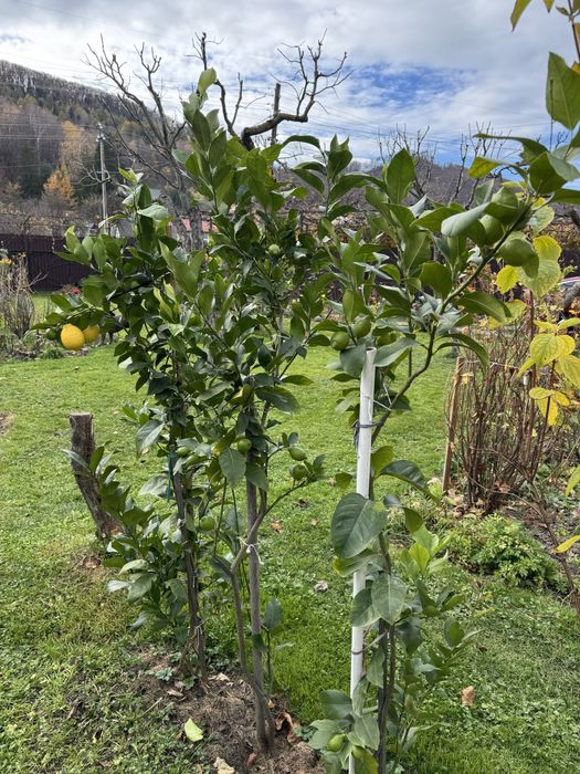 Лимонне дерево Пондероза оригінал