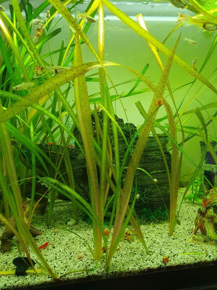 Plantas de aquário (Diversas)