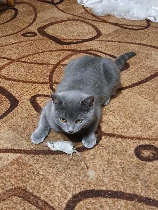 Віддам кішечку в добрі руки 


---

Віддам кішечку в добрі