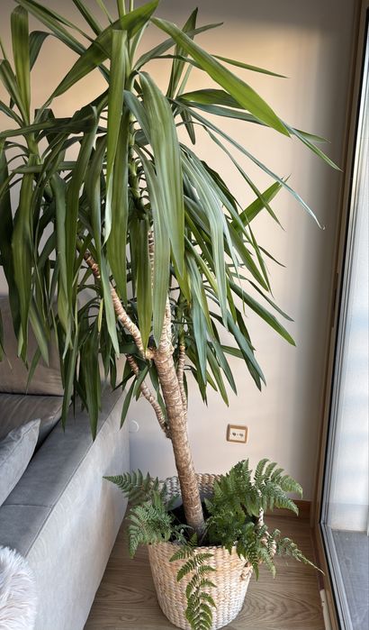 Planta de sala alta
