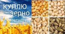 Пшениця урожай 2025року
