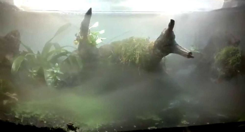 Repti-Zoo Terrafog - Generator Mgły Z Podświetleniem