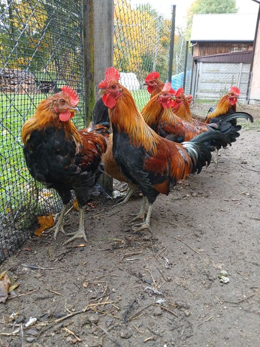 Sprzedam kogutki zielononóżki