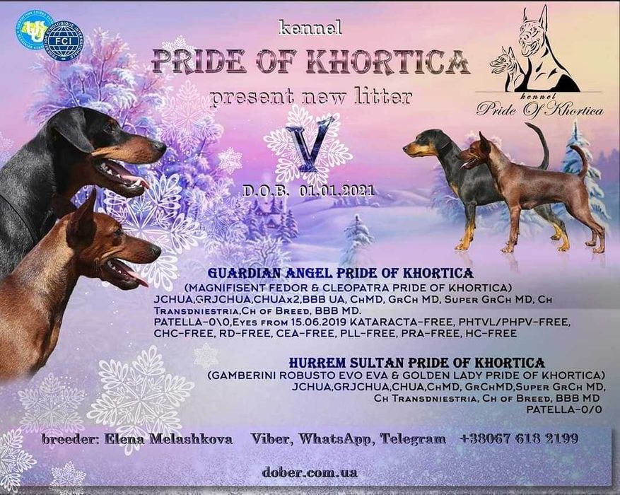 В'язка цвєргпінчера Київ