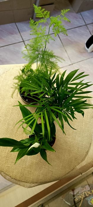 Продам набір кімнатних рослин .Спатифілум,Хамедорея,Аспарагус