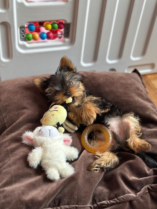 York miniaturka piekna suczka