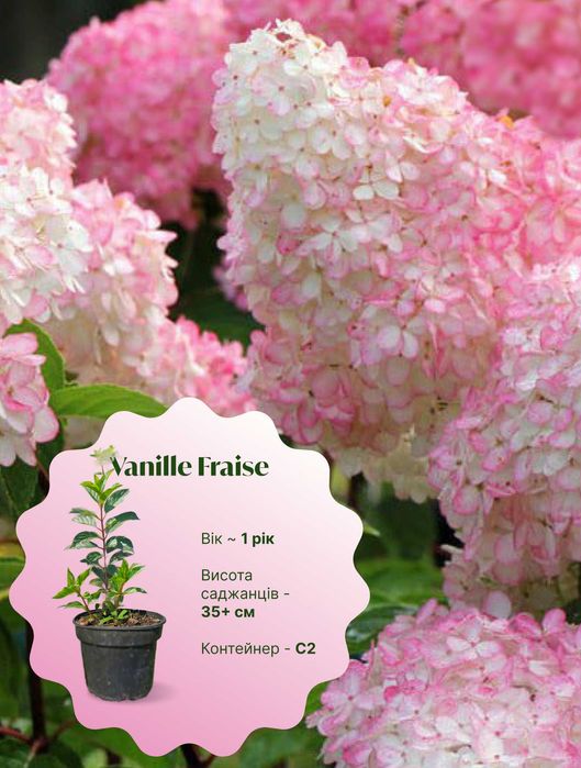 Ніжна гортензія Ваніла Фрейз (Vanille Fraise), волотиста, C2