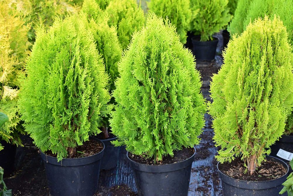 ŻYWOTNIK WSCHODNI AUREA NANA Tuja Aurea Nana 60-65 cm duże sadzonki