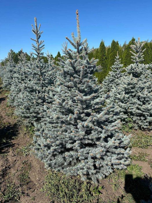 Ялина колюча “Супер Блю Сідлінг”, 140-170см. Ялинки в горщиках
