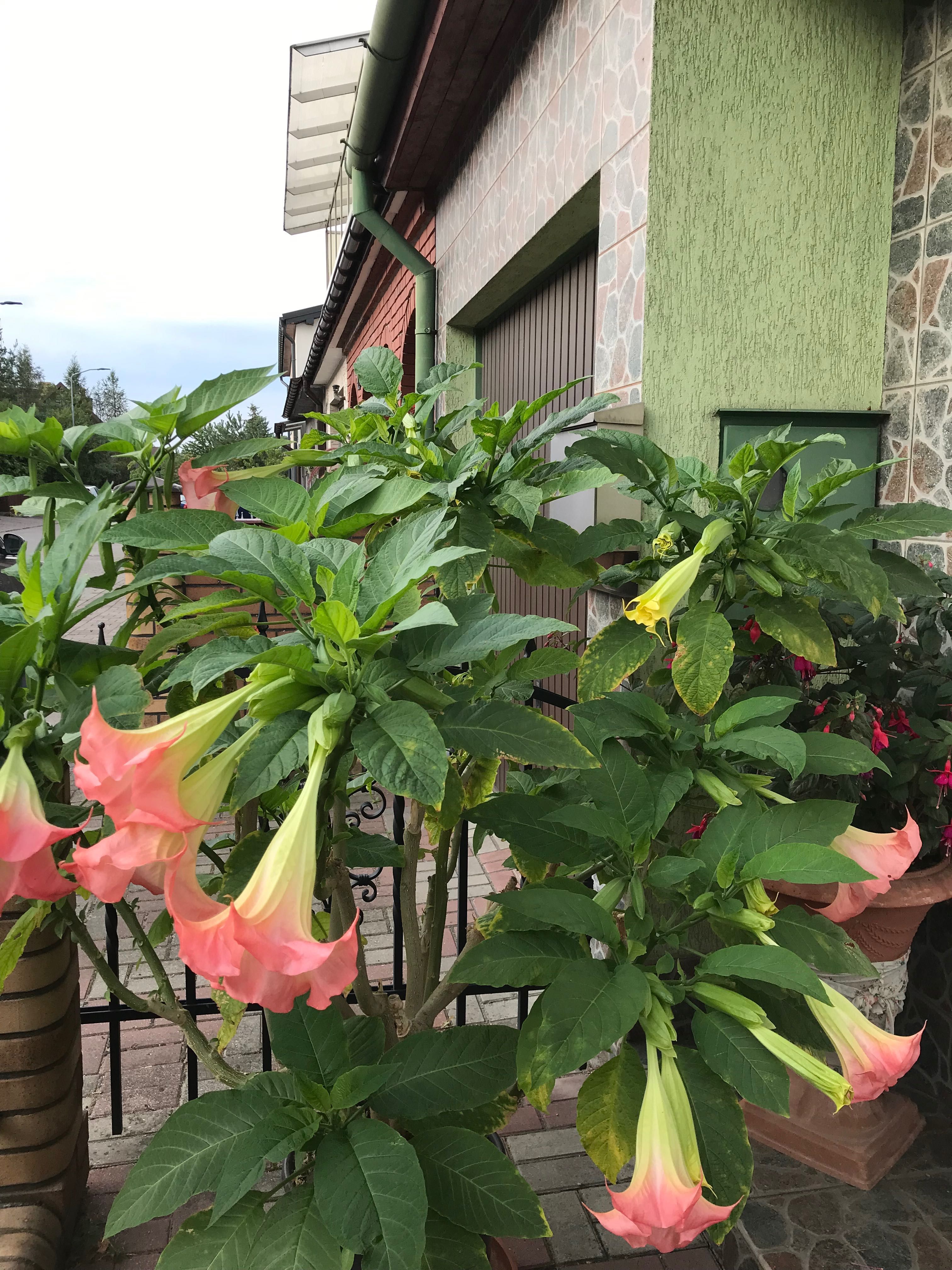 Datura wieloletni kwitnący kwiat ogrodowy balkonowy