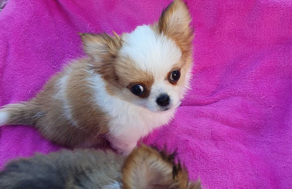 Chihuahua mini piesek z rodowodem