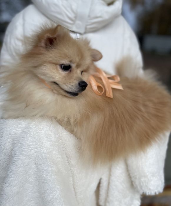 Померанські шпіци  краса, ніжність і любов в одному