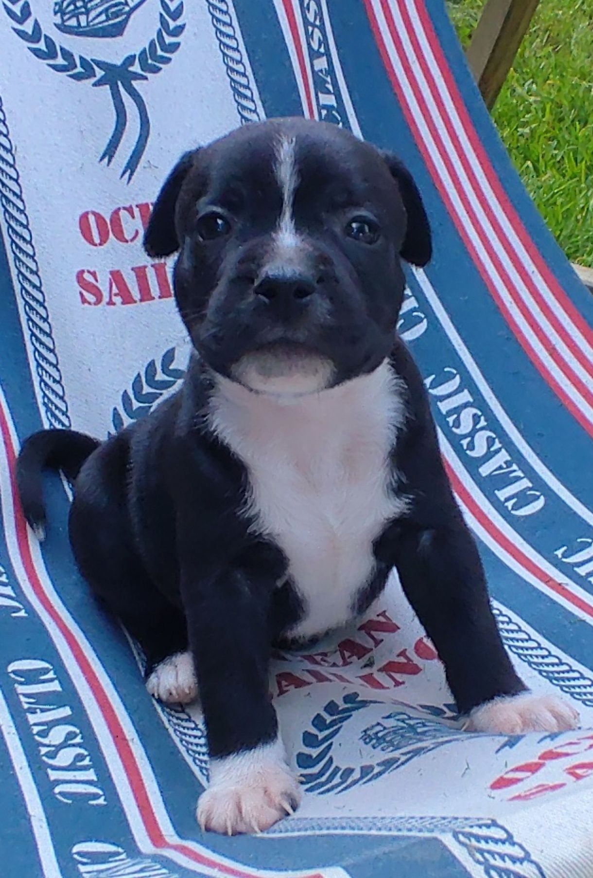 Staffordshire Bull Terrier FCI