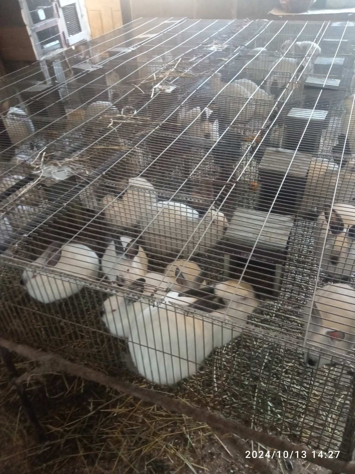 Продаються кролі