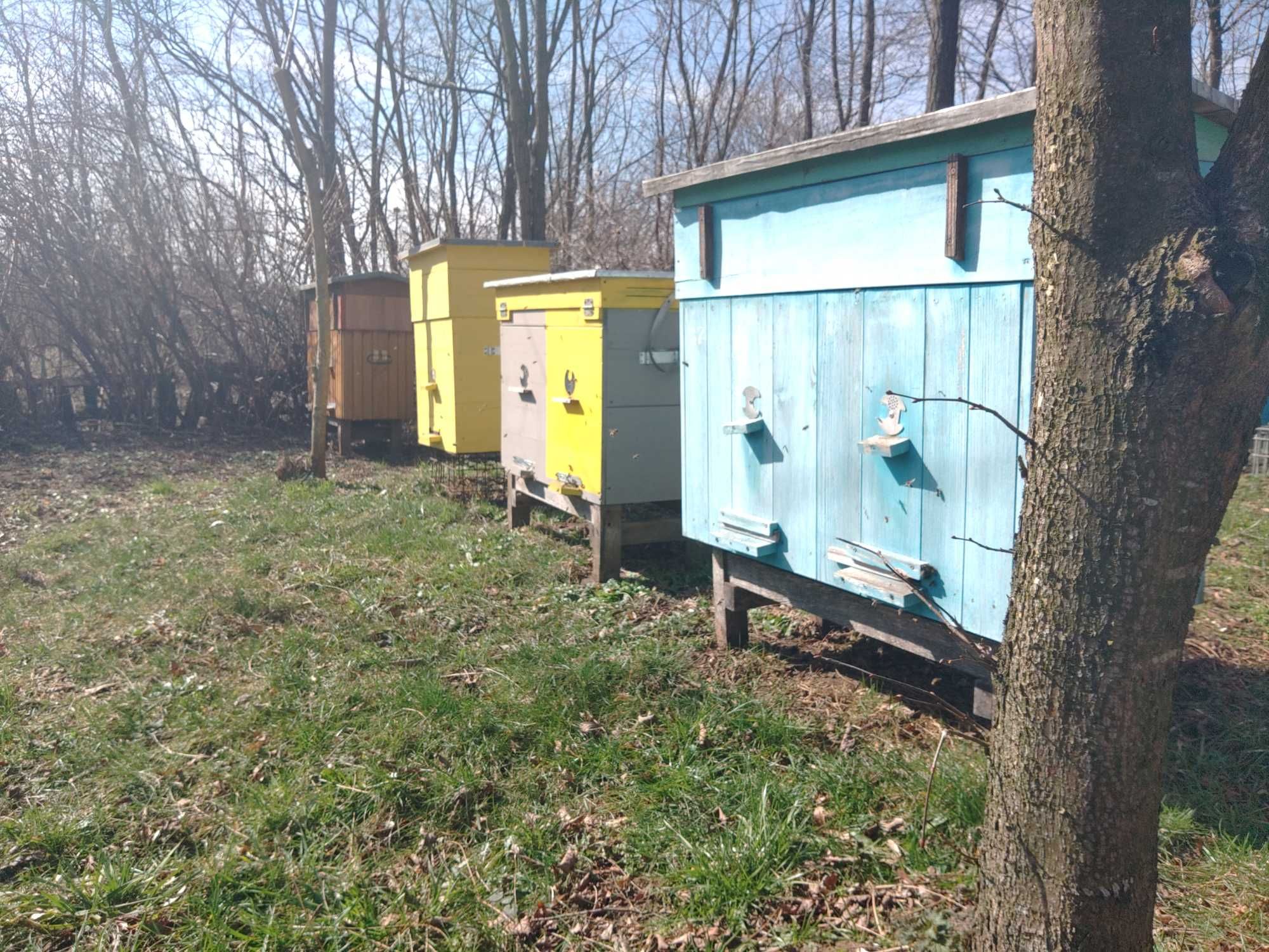 Продам бджолопакети, бджолосімї з цього річними матками, бджоли.