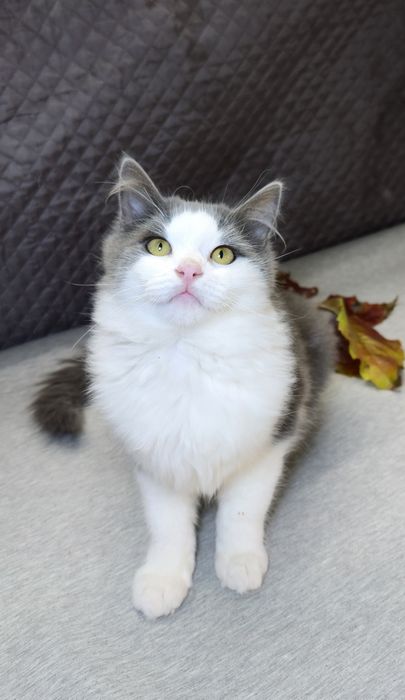 Молодий котик шукає дім.