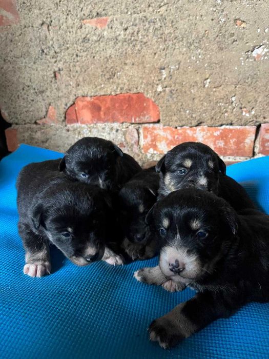 szczeniaki do adopcji