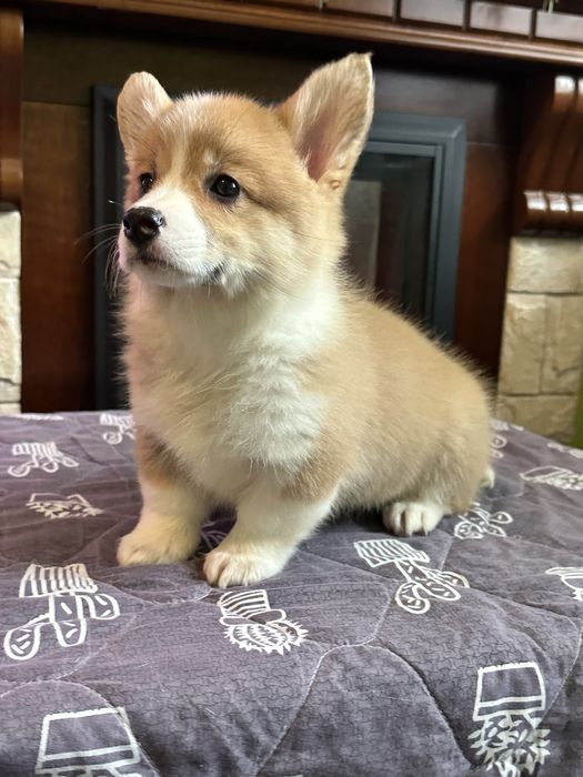 Цуценята вельш коргі пемброк, з документами КСУ