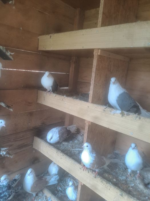 Gołębie orliki boki