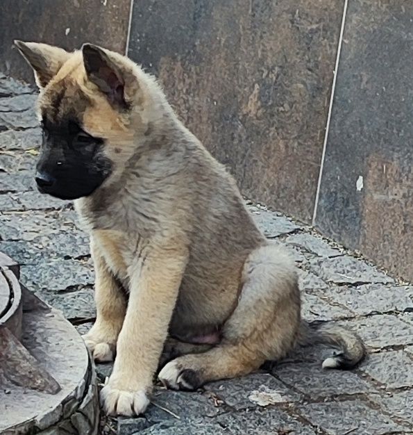 Гарний! Міцний! Охоронний