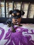 Yorkshire terrier piesek