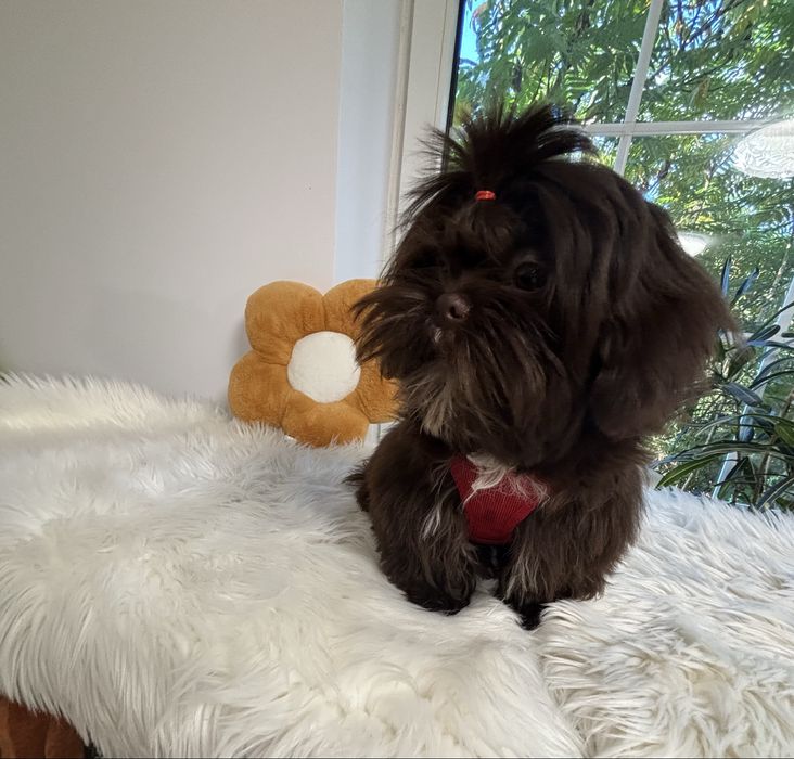 Shih tzu Czekolad z genem pełny rodowód ZHPR UCI