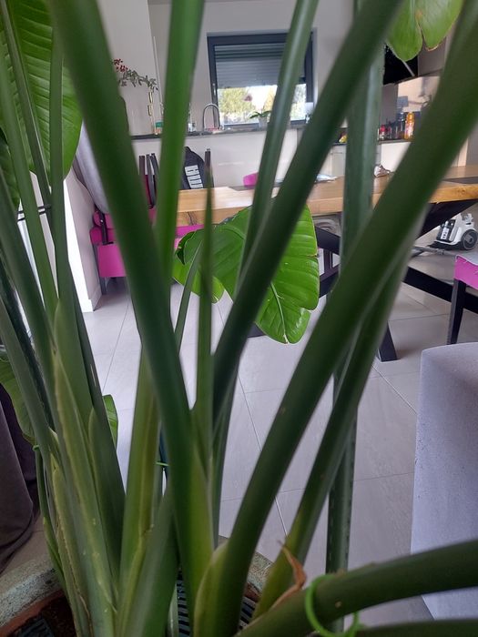 Strelicja biala  duża