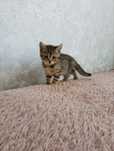 Чистокровне шотландське кошеня , хлопчик, прямовухий, Scottish Straigh