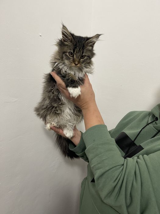 Кошенята мейн кун. Будуть величезні. Maine coon.