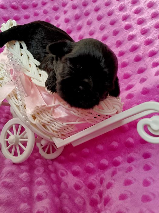 Czarna suczka rasy Shih-Tzu