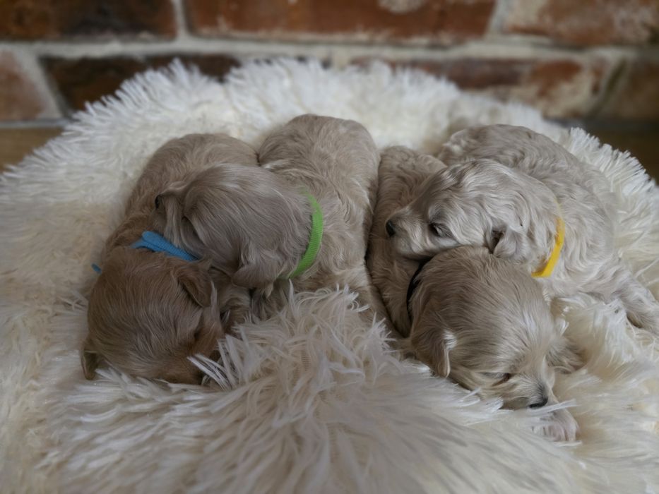 Maltipoo f1 piesek do  rezerwacji !!