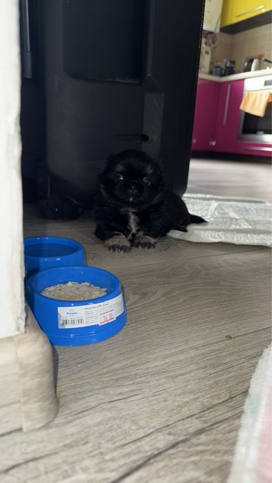 Пикинес мальчик мини