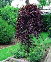 Buk Purpurea Pendula