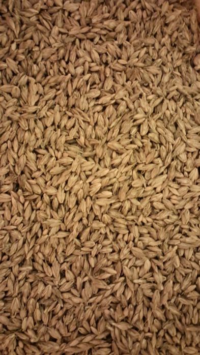 Sprzedam orkisz tegoroczny